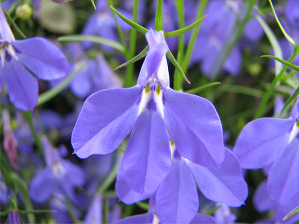 blomma blomma